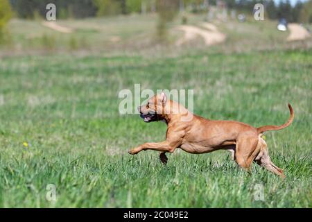 Le Pitbullterrier américain rouge marche à l'extérieur le jour d'été, pitbull Banque D'Images