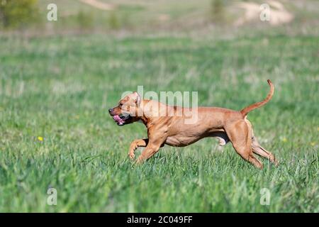 Le Pitbullterrier américain rouge marche à l'extérieur le jour d'été, pitbull Banque D'Images