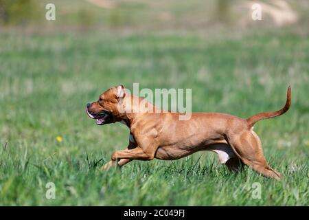 Le Pitbullterrier américain rouge marche à l'extérieur le jour d'été, pitbull Banque D'Images