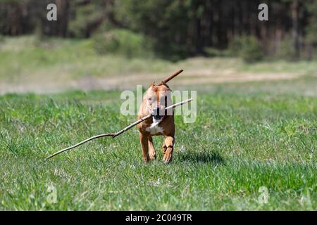 Le Pitbullterrier américain rouge marche à l'extérieur le jour d'été, pitbull Banque D'Images