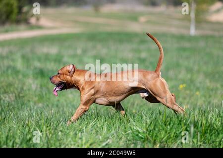 Le Pitbullterrier américain rouge marche à l'extérieur le jour d'été, pitbull Banque D'Images