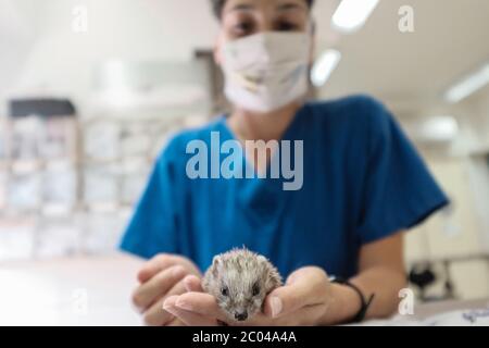 Ramat Gan, Israël. 11 juin 2020. Les professionnels vétérinaires examinent et soignent un hérisson dans la clinique de triage de l'hôpital Israel Wildlife. Situé dans le Safari Zoological Center de Ramat Gan, le personnel de l'hôpital et les bénévoles constatent une poussée d'animaux sauvages tandis que les Israéliens libérés de COVID-19 se précipitent dans la nature, causant peut-être des dommages mais sauvant également des centaines d'animaux blessés. Crédit : NIR Amon/Alamy Live News Banque D'Images