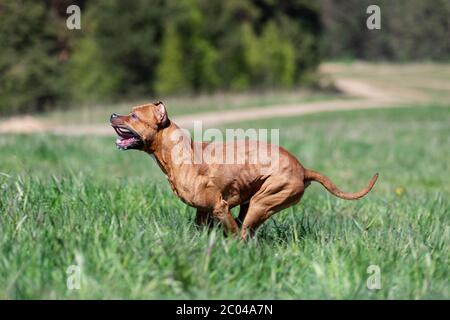 Le Pitbullterrier américain rouge marche à l'extérieur le jour d'été, pitbull Banque D'Images