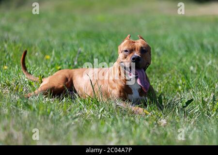 Le Pitbullterrier américain rouge marche à l'extérieur le jour d'été, pitbull Banque D'Images