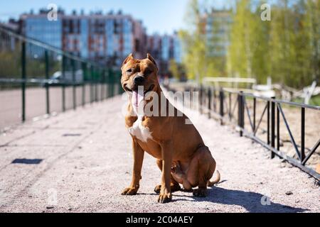 Le Pitbullterrier américain rouge marche à l'extérieur le jour d'été, pitbull Banque D'Images