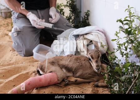 Ramat Gan, Israël. 11 juin 2020. Les professionnels vétérinaires examinent et soignent une gazelle infantile dans la clinique de triage de l'hôpital Israel Wildlife. Situé dans le Safari Zoological Center de Ramat Gan, le personnel de l'hôpital et les bénévoles constatent une poussée d'animaux sauvages tandis que les Israéliens libérés de COVID-19 se précipitent dans la nature, causant peut-être des dommages mais sauvant également des centaines d'animaux blessés. Crédit : NIR Amon/Alamy Live News Banque D'Images