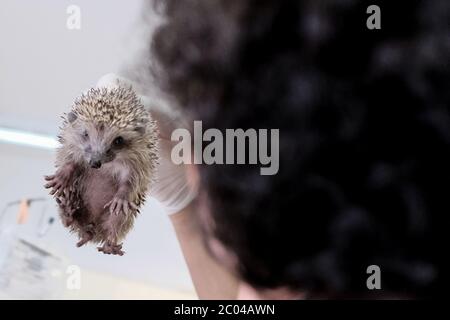 Ramat Gan, Israël. 11 juin 2020. Les professionnels vétérinaires examinent et soignent un hérisson dans la clinique de triage de l'hôpital Israel Wildlife. Situé dans le Safari Zoological Center de Ramat Gan, le personnel de l'hôpital et les bénévoles constatent une poussée d'animaux sauvages tandis que les Israéliens libérés de COVID-19 se précipitent dans la nature, causant peut-être des dommages mais sauvant également des centaines d'animaux blessés. Crédit : NIR Amon/Alamy Live News Banque D'Images