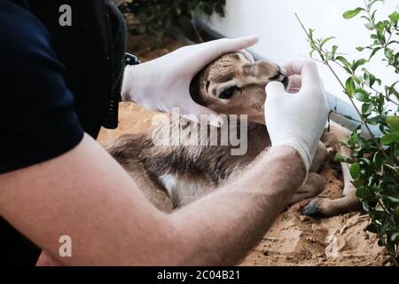 Ramat Gan, Israël. 11 juin 2020. Les professionnels vétérinaires examinent et soignent une gazelle infantile dans la clinique de triage de l'hôpital Israel Wildlife. Situé dans le Safari Zoological Center de Ramat Gan, le personnel de l'hôpital et les bénévoles constatent une poussée d'animaux sauvages tandis que les Israéliens libérés de COVID-19 se précipitent dans la nature, causant peut-être des dommages mais sauvant également des centaines d'animaux blessés. Crédit : NIR Amon/Alamy Live News Banque D'Images