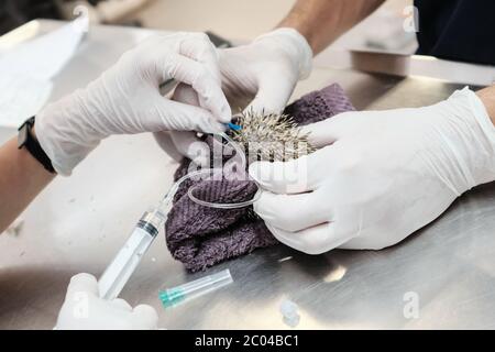 Ramat Gan, Israël. 11 juin 2020. Les professionnels vétérinaires examinent et soignent un hérisson dans la clinique de triage de l'hôpital Israel Wildlife. Situé dans le Safari Zoological Center de Ramat Gan, le personnel de l'hôpital et les bénévoles constatent une poussée d'animaux sauvages tandis que les Israéliens libérés de COVID-19 se précipitent dans la nature, causant peut-être des dommages mais sauvant également des centaines d'animaux blessés. Crédit : NIR Amon/Alamy Live News Banque D'Images