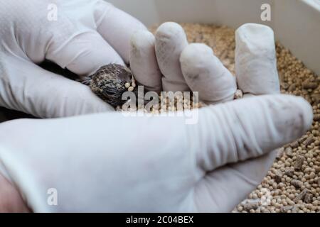 Ramat Gan, Israël. 11 juin 2020. Les professionnels vétérinaires examinent et soignent une jeune naissante dans la clinique de triage de l'hôpital Israel Wildlife. Situé dans le Safari Zoological Center de Ramat Gan, le personnel de l'hôpital et les bénévoles constatent une poussée d'animaux sauvages tandis que les Israéliens libérés de COVID-19 se précipitent dans la nature, causant peut-être des dommages mais sauvant également des centaines d'animaux blessés. Crédit : NIR Amon/Alamy Live News Banque D'Images