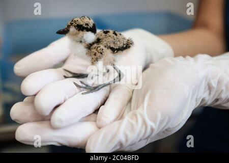 Ramat Gan, Israël. 11 juin 2020. Des professionnels vétérinaires examinent et soignent un nain dans la clinique de triage de l'hôpital Israel Wildlife. Situé dans le Safari Zoological Center de Ramat Gan, le personnel de l'hôpital et les bénévoles constatent une poussée d'animaux sauvages tandis que les Israéliens libérés de COVID-19 se précipitent dans la nature, causant peut-être des dommages mais sauvant également des centaines d'animaux blessés. Crédit : NIR Amon/Alamy Live News Banque D'Images