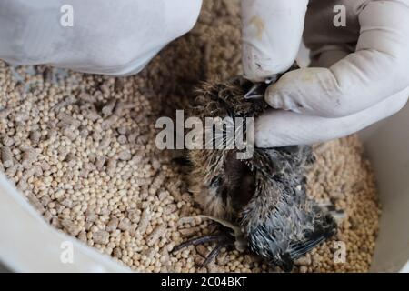 Ramat Gan, Israël. 11 juin 2020. Les professionnels vétérinaires examinent et soignent une jeune naissante dans la clinique de triage de l'hôpital Israel Wildlife. Situé dans le Safari Zoological Center de Ramat Gan, le personnel de l'hôpital et les bénévoles constatent une poussée d'animaux sauvages tandis que les Israéliens libérés de COVID-19 se précipitent dans la nature, causant peut-être des dommages mais sauvant également des centaines d'animaux blessés. Crédit : NIR Amon/Alamy Live News Banque D'Images