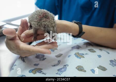 Ramat Gan, Israël. 11 juin 2020. Les professionnels vétérinaires examinent et soignent un hérisson dans la clinique de triage de l'hôpital Israel Wildlife. Situé dans le Safari Zoological Center de Ramat Gan, le personnel de l'hôpital et les bénévoles constatent une poussée d'animaux sauvages tandis que les Israéliens libérés de COVID-19 se précipitent dans la nature, causant peut-être des dommages mais sauvant également des centaines d'animaux blessés. Crédit : NIR Amon/Alamy Live News Banque D'Images