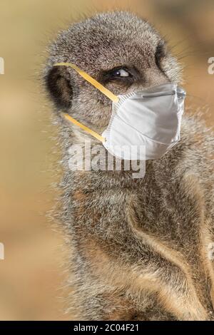 Meerkat rester en sécurité en portant un masque facial de protection en public. Image de concept de distance sociale du coronavirus Covid19. Personne portant un masque facial de protection Banque D'Images