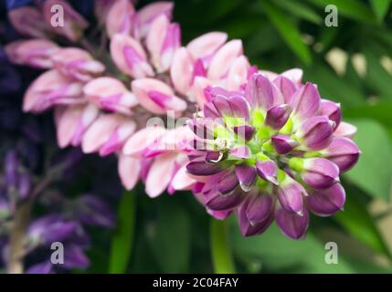 Bouquet de lupins, faible profondeur de la netteté Banque D'Images