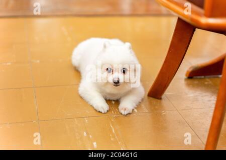 Chien blanc de Poméranie couché sur le sol regardant l'appareil photo. Banque D'Images