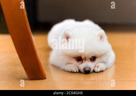 Chien blanc de Poméranie couché sur le sol, qui a l'air triste. Banque D'Images