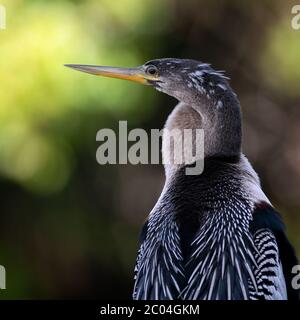 Portrait d'un Anhinga parfois appelé snakebird, darter, darter américain, ou dinde d'eau prise du dos dans le nord de la Floride, dans la région de Jacksonville Banque D'Images