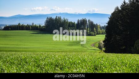 Paysage vallonné et verdoyant avec montagnes géantes, tchèque : Krkonose, sur la ligne d'horizon, République tchèque Banque D'Images