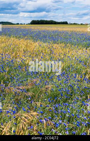 Fleurs de maïs sauvages (Centaurea cyanus) poussant dans le champ de maïs des terres agricoles du Parc national et réserve naturelle de la Brenne, Indre, France. Banque D'Images