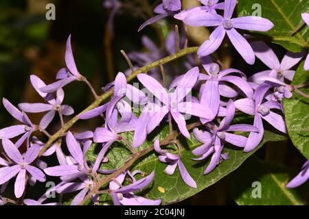 Fleurs de vigne en papier de verre violet en fleurs, couronne de reath de Queens, couronne de Purple ou Petrea volubilis Banque D'Images