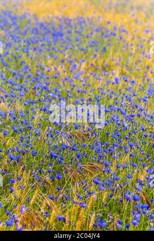 Fleurs de maïs sauvages (Centaurea cyanus) poussant dans le champ de maïs des terres agricoles du Parc national et réserve naturelle de la Brenne, Indre, France. Banque D'Images