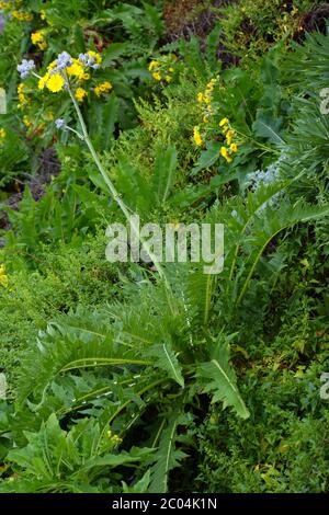 Chardon d'oie sans stemless - Sonchus acaulis Banque D'Images