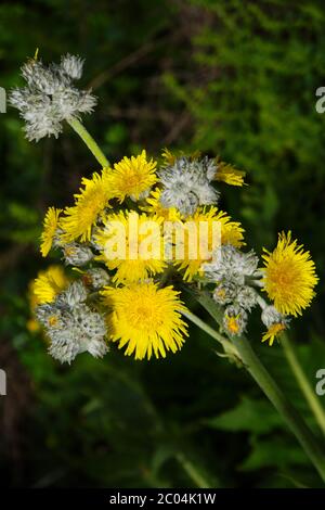 Chardon d'oie sans stemless - Sonchus acaulis Banque D'Images