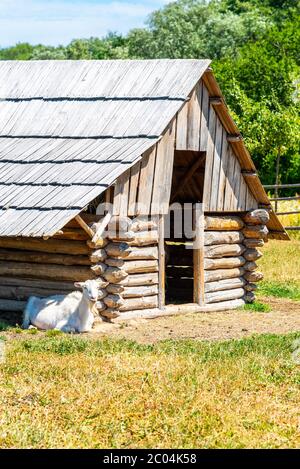 Chèvre blanc à l'ancien hangar en bois. Banque D'Images