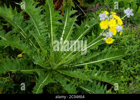 Chardon d'oie sans stemless - Sonchus acaulis Banque D'Images