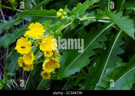 Chardon d'oie sans stemless - Sonchus acaulis Banque D'Images