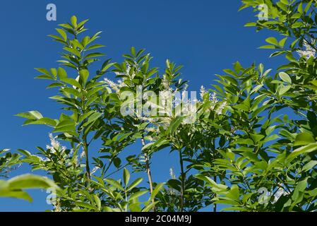 Arbre Fraxinus ornus en fleur Banque D'Images