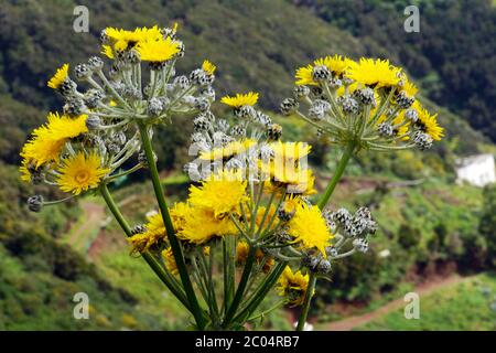 Chardon d'oie sans stemless - Sonchus acaulis Banque D'Images