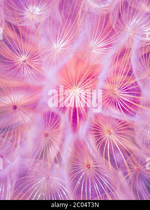 Fond violet fleurs pissenlits moelleuses, vue macro. Banque D'Images