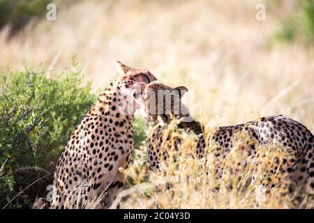 Les cheetahs se brossent les uns les autres après le repas Banque D'Images