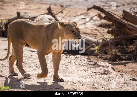 Un lion marche dans la savane au Kenya Banque D'Images