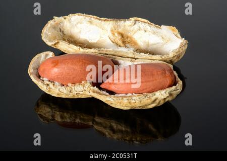 Arachide sur surface noire brillante avec réflexion. Arachide avec deux noyaux avec macro à coquille ouverte gros plan, haute résolution profondeur de champ. Banque D'Images