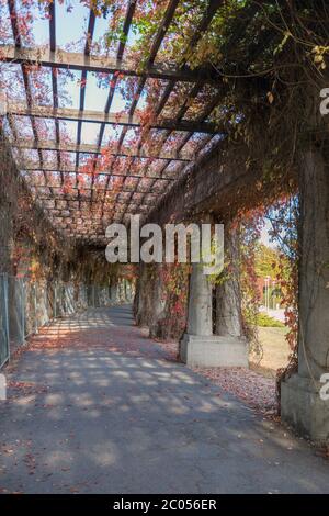 Couleurs d'automne sur une pergola dans le parc des expositions de Wrocław, Pologne Banque D'Images