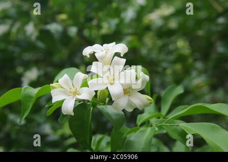 Bois de satinwood d'Andaman, boîte de chianais, écorce de maquillage, jasmin d'orange, jessamine d'orange, bois de satin ou Murraya paniculata (L.) Cric Banque D'Images