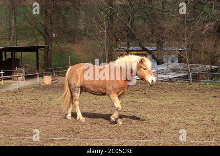 Un cheval Haflinger posé sur la prairie Banque D'Images