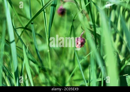 Mosaïque d'œufs. Punaise vert du sud - insecte légumière vert, insecte bouclier vert, viridula nezara - oeufs sur une belle fleur pourpre parmi l'herbe fraîche. Banque D'Images