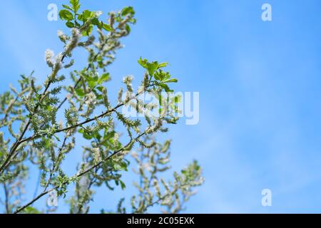 Saule blanc - salix alba - arbre aux fleurs blanches drôles et feuilles vertes fraîches qui poussent au bord de la forêt en Allemagne centrale - Bavière, Europe. Banque D'Images