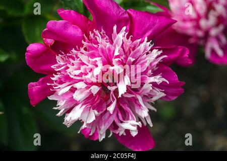 Pivoine 'Orpen' fleur violet blanc Banque D'Images