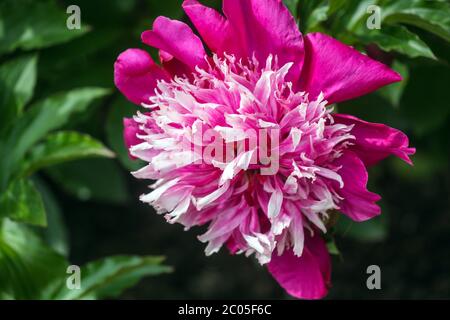 Pivoine 'Orpen' fleur violet blanc Banque D'Images