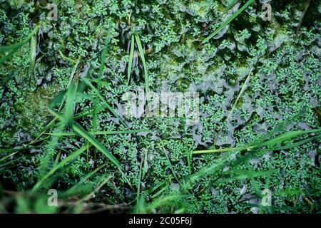 Petites plantes aquatiques flottant sur la surface de l'eau. Algues marécagales vertes ou stigeoclonium, moins d'eau de canard. Plantes d'eau douce, végétation aquatique. Banque D'Images