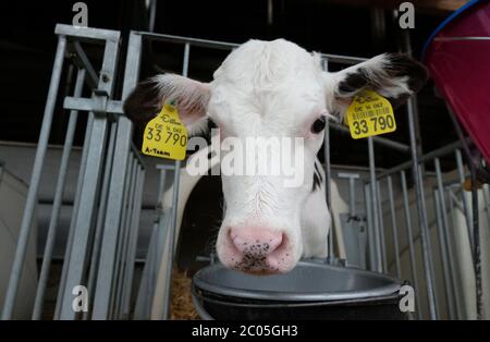 Reichenbach, Allemagne. 06e juin 2020. Un veau de la race Holstein-Frise sur une ferme laitière. Les Holsteins sont considérés comme les meilleures vaches laitières au monde parmi les races de bétail. Aucune autre race n'atteint un rendement laitier aussi élevé et ne peut le maintenir à ce niveau dans de nombreuses conditions différentes. Credit: Sebastian Willnow/dpa-Zentralbild/ZB/dpa/Alay Live News Banque D'Images