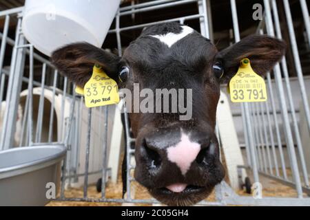 Reichenbach, Allemagne. 06e juin 2020. Un veau de la race Holstein-Frise sur une ferme laitière. Les Holsteins sont considérés comme les meilleures vaches laitières au monde parmi les races de bétail. Aucune autre race n'atteint un rendement laitier aussi élevé et ne peut le maintenir à ce niveau dans de nombreuses conditions différentes. Credit: Sebastian Willnow/dpa-Zentralbild/ZB/dpa/Alay Live News Banque D'Images