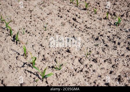 Engrais azoté artificiel sur sol brun. Grand champ avec des boules d'engrais minéraux blancs - urée (carbamide) et peu de plantes vertes fraîches. Banque D'Images