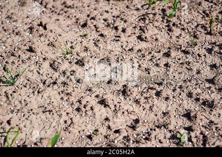 Engrais azoté artificiel sur sol brun. Grand champ avec des boules d'engrais minéraux blancs - urée (carbamide) et peu de plantes vertes fraîches. Banque D'Images