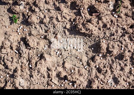 Engrais azoté artificiel sur sol brun. Boules d'engrais minéraux blanches - urée (carbamide) avec peu de plantes et de germes non biologiques. Banque D'Images